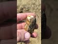 Kolejne drewienko :) #rockhounding #kamień #kamienie #rockhoundingPolska #fossil
