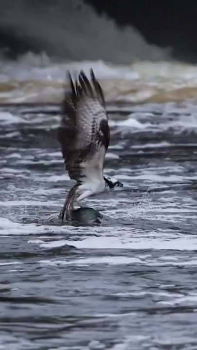 Will the shad be too big for the osprey to take flight? #nature #birdwatching #floridawildlife
