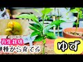 【ゆず】スーパーのゆずを種から栽培♪078