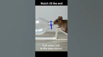 How To Make A Water Bottle Mouse/Rat Trap #shorts #mousetrap #rattrap