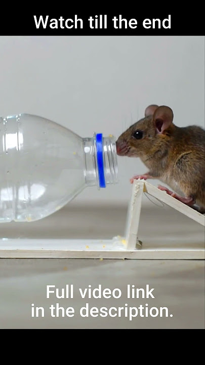 How To Make A Water Bottle Mouse/Rat Trap: Humane Way #shorts #mousetrap #rattrap