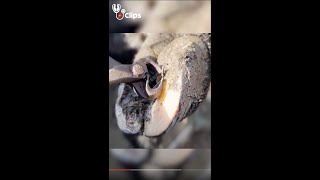 I Pulled A Metal Spike Out Of Her Hoof