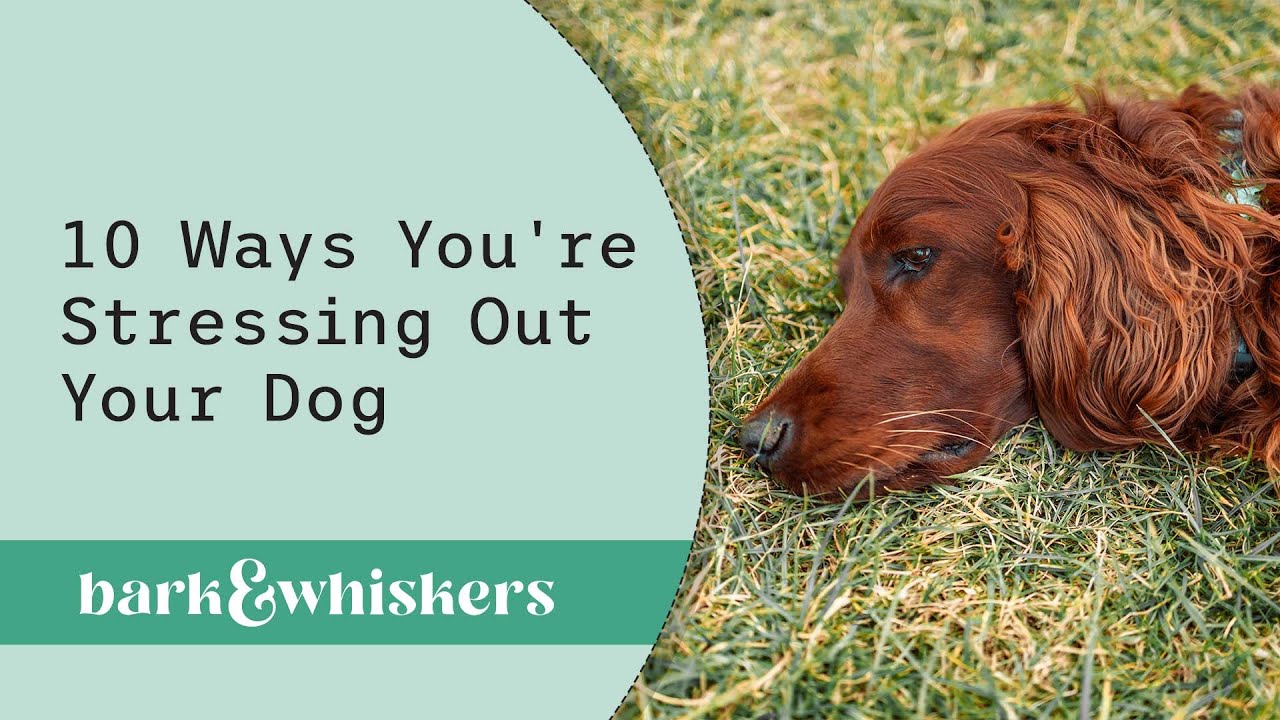 10 Ways You're Stressing Out Your Dog YouTube