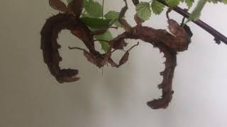 Australian stick insects (Extatosoma tiaratum) - adult females