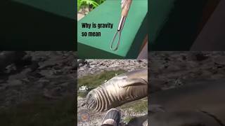Why does gravity do this to this poor seal? #seal #meme