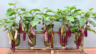 Unexpectedly, Growing Eggplant at home is so easy and so many fruits