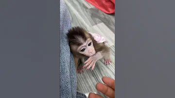 bad habits of baby monkeys #animals #cutemonkey #monkey #animal #babymonkey #cute #baby