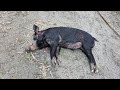 Wild boar down  hunting with a subscriber
