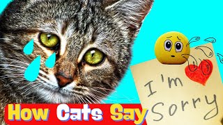 💕How Cats Apologize to Their Humans |7 Ways Cats Say Sorry