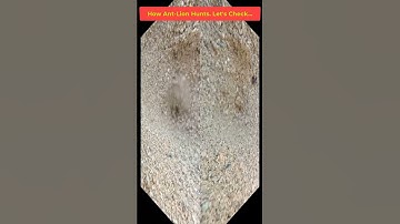 How Antlion Does Hunt the Insects