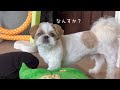 【シーズー】相棒と久しぶりの再会がうれしくてずっと噛んでるw w w【犬Vlog】