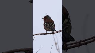 Close-up of the Common Chaffinch - Κοντινή λήψη του Σπίνου