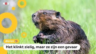 Jacht op muskusratten: ze graven alles kapot