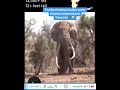 Tembo Mkubwa Zaidi Duniani Aonekana Tanzania Tembo Mkubwa Zaidi Duniani Aonekana Tanzania