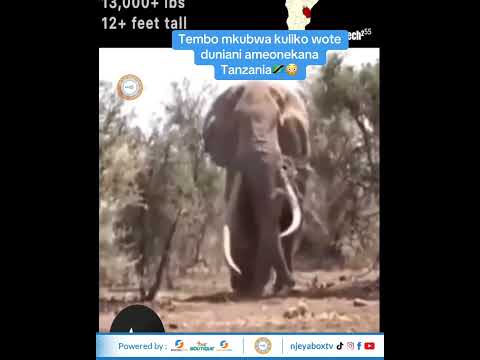 Tembo Mkubwa Zaidi Duniani Aonekana Tanzania 