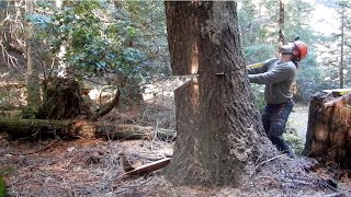 Felling a Dead 90' Grand Fir Into the Woods: