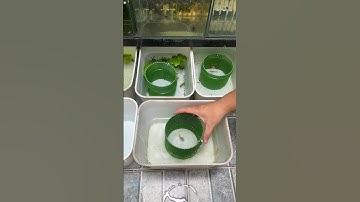 Tách đẻ 1 lần 8 con cá bảy màu bằng lồng đẻ lưới#guppy #ca7mau #nhacabaymau #cabaymau