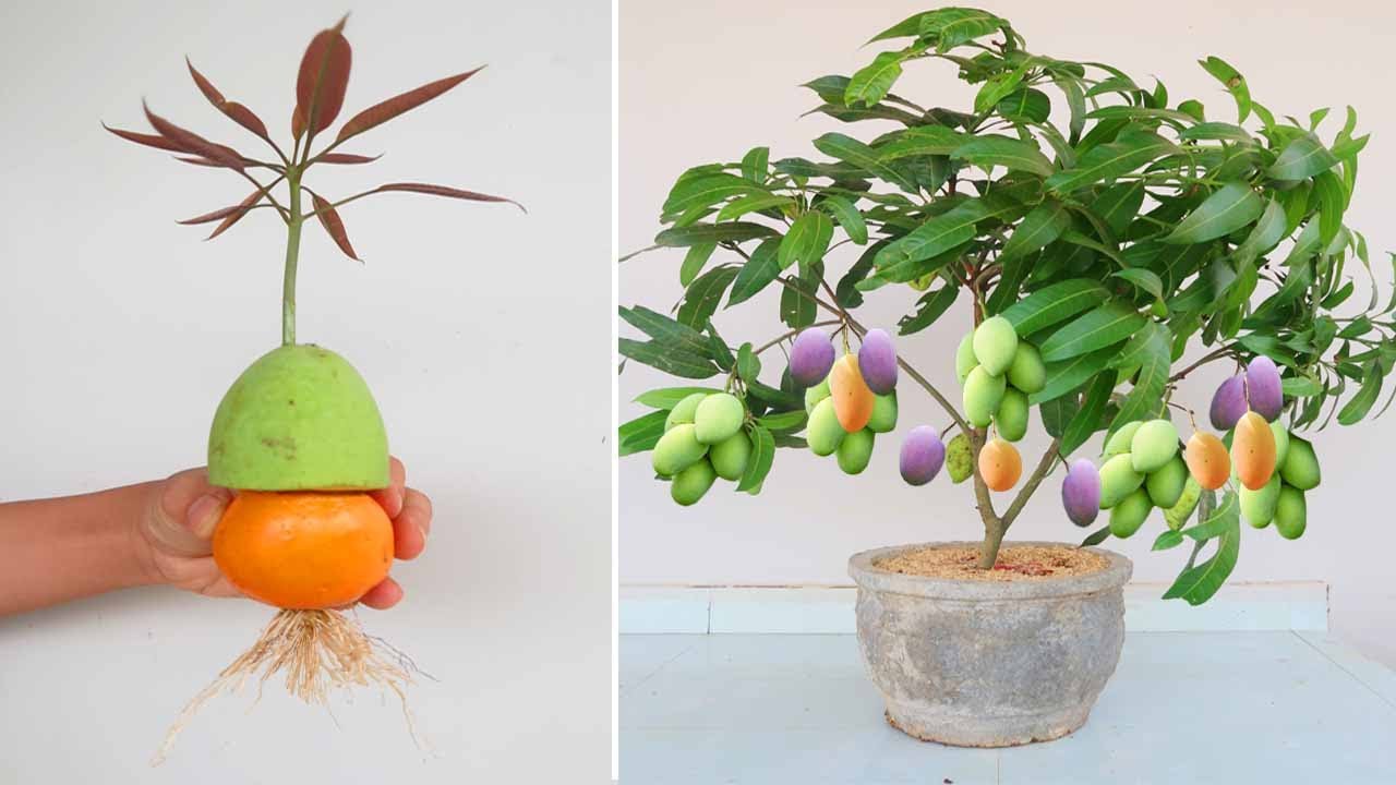 Why do Mango grow in Orange have so many fruits? Watch and Discover