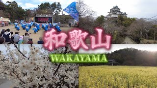 橋本市の菜の花畑と和歌山城公園 Canola Flower Fields in Hashimoto City and Wakayama Castle Park | Japan (2026)