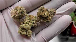 Organiczna Gorilla Cookies Dzien 38 + topki GC