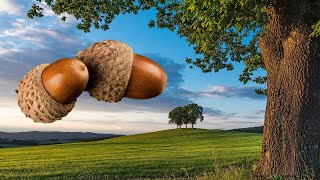 Propiedades medicinales de un árbol sagrado, El Roble Quercus Robur las bellotas y las agallas