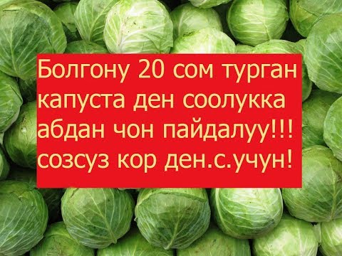 Video: Капустаны сууга кайра өстүрсөм болобу: Капустаны ашкана калдыктарынан кантип өстүрүү керек