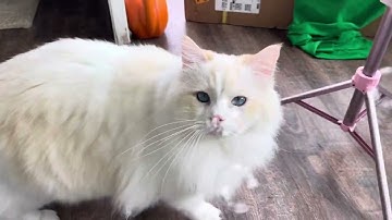 Mickey & Walter~ Ragdoll Cats vs. Catnip Bubbles