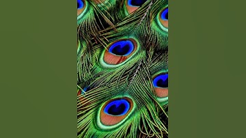 🥰Mor pankh🥰 whatsapp New status you Tube #viral# #shorts# video