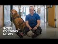 Life-saving service dog inspires a veteran to give back