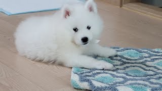 The first day meeting a 12weeks old Samoyed puppy