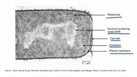 2.2.3 Identify structures in electron micrographs of Ecoli