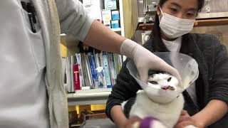 ①肝機能低下症、胃腸機能低下症、3歳、猫のめんちゃん、診察、治療