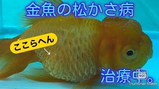 金魚の松かさ病 只今治療中 Youtube