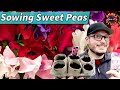 How To Grow Sweet Peas From Seeds Indoors