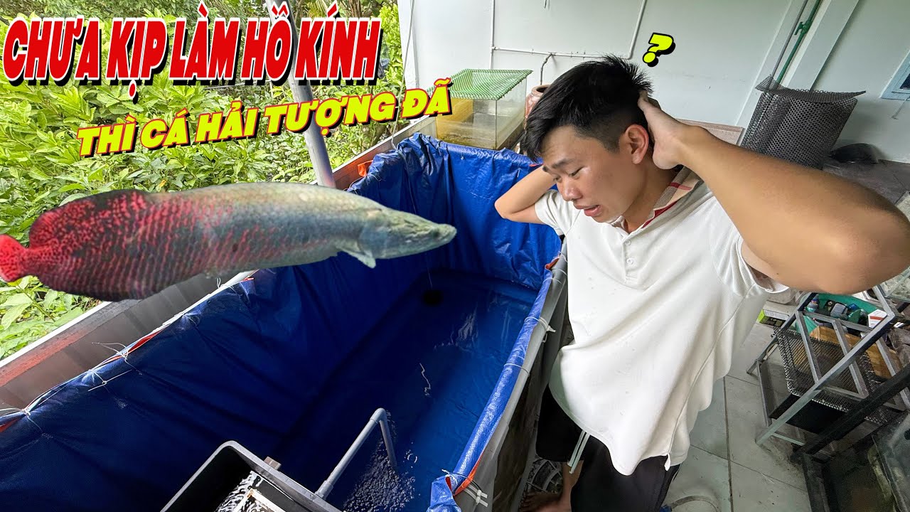 DIY Aquarium for Arapaima Arowana | The Largest Freshwater Fish in the Amazon River Region