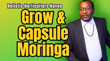 How to Make Moringa Capsules at Home | Grow, Dry, and Fill Your Own Herbal Supplements