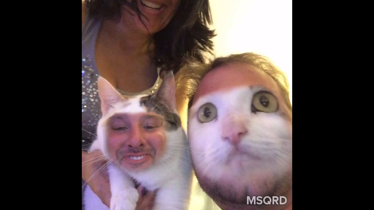 Face swap recognition with your cat 
