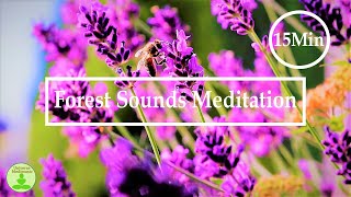 15 minutes Nature Sounds Meditation | Forest Sounds of Birds Singing