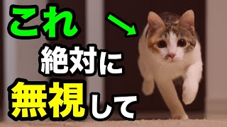 無視した方がイイ猫の行動10選を獣医師が解説します