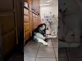 Husky Lays The Smackdown On Malamute #shorts #alaskanmalamute