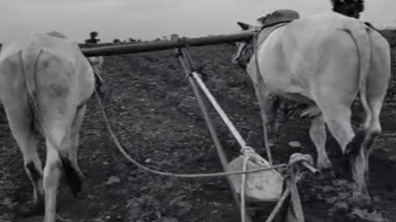 antiquated method of plough | ongole bulls video 2021 | amazing bulls | super active bulls | oxen