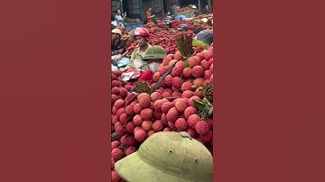 Bà con Lục Ngạn Bắc Giang thu hoạch vải...