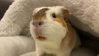 I Make My Guinea Pig Angry  [KONA & SUBA GUINEA PIGS]