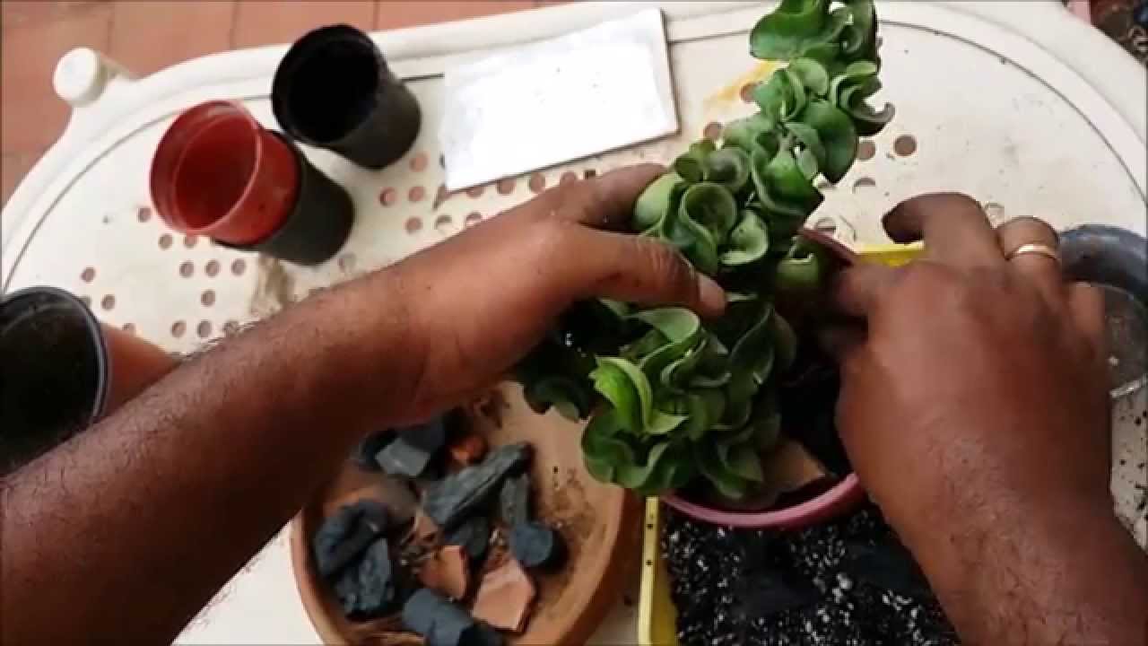 hoya potting mix YouTube