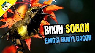Download Lagu Sogon Gacor Hitungan Detik -  Pancingan Sogon Naikan Emosi dan Cepat Bunyi MP3