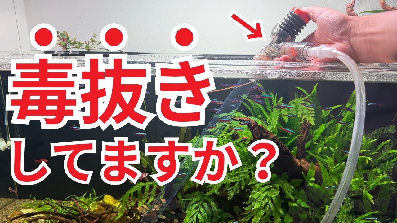 【知らないと損します】水槽の悪いものを除去する、通称 ”毒抜き” についてを解説します