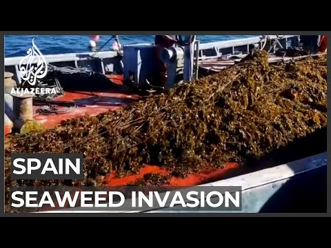 Spain: Seaweed invasion hurting fishermen's livelihoods