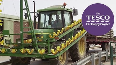 Budding Broccoli: from picking to packing