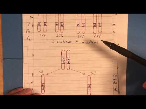 Video: Çfarë do të thotë heterozigot në shkencë?
