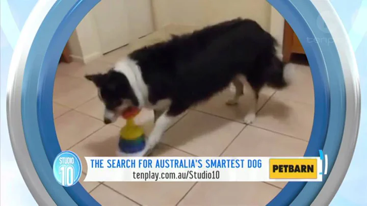 Australia's Smartest Dog: Puzzle Solver - DayDayNews